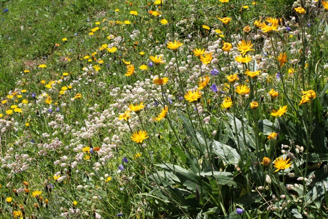 Piante delle Alpi - Senecio doronicum